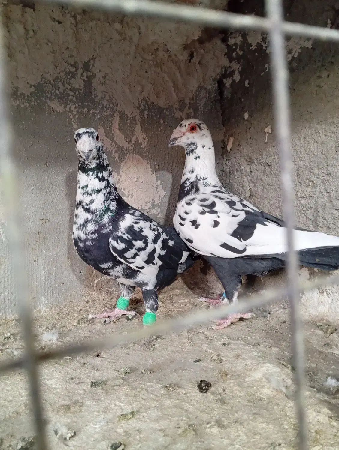 جفت سوسکی سیاه خوشگل وقلدر|پرنده|تربتحیدریه, شهرک ولیعصر|دیوار