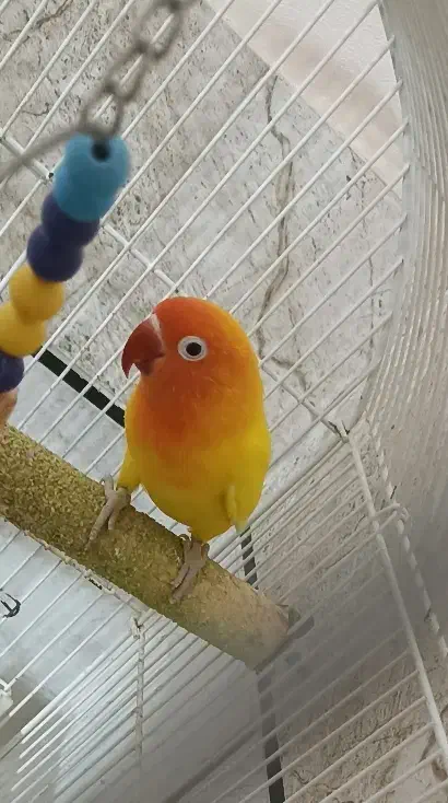 طوطی کوتوله نر|پرنده|بندرعباس, |دیوار