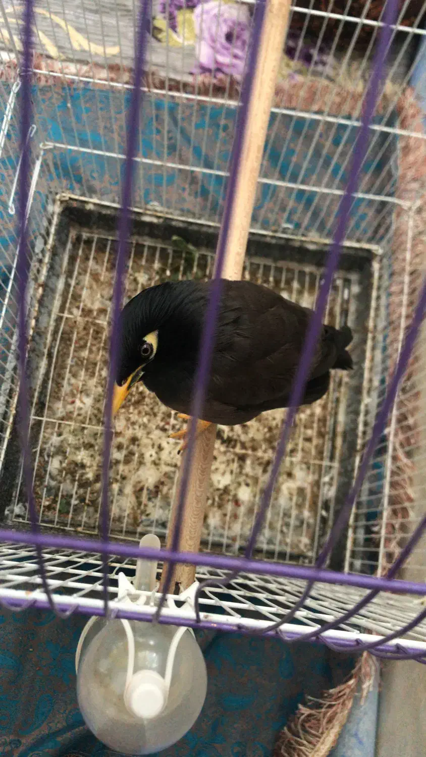 مرغ مینا سخنگو|پرنده|شیراز, آزادی|دیوار