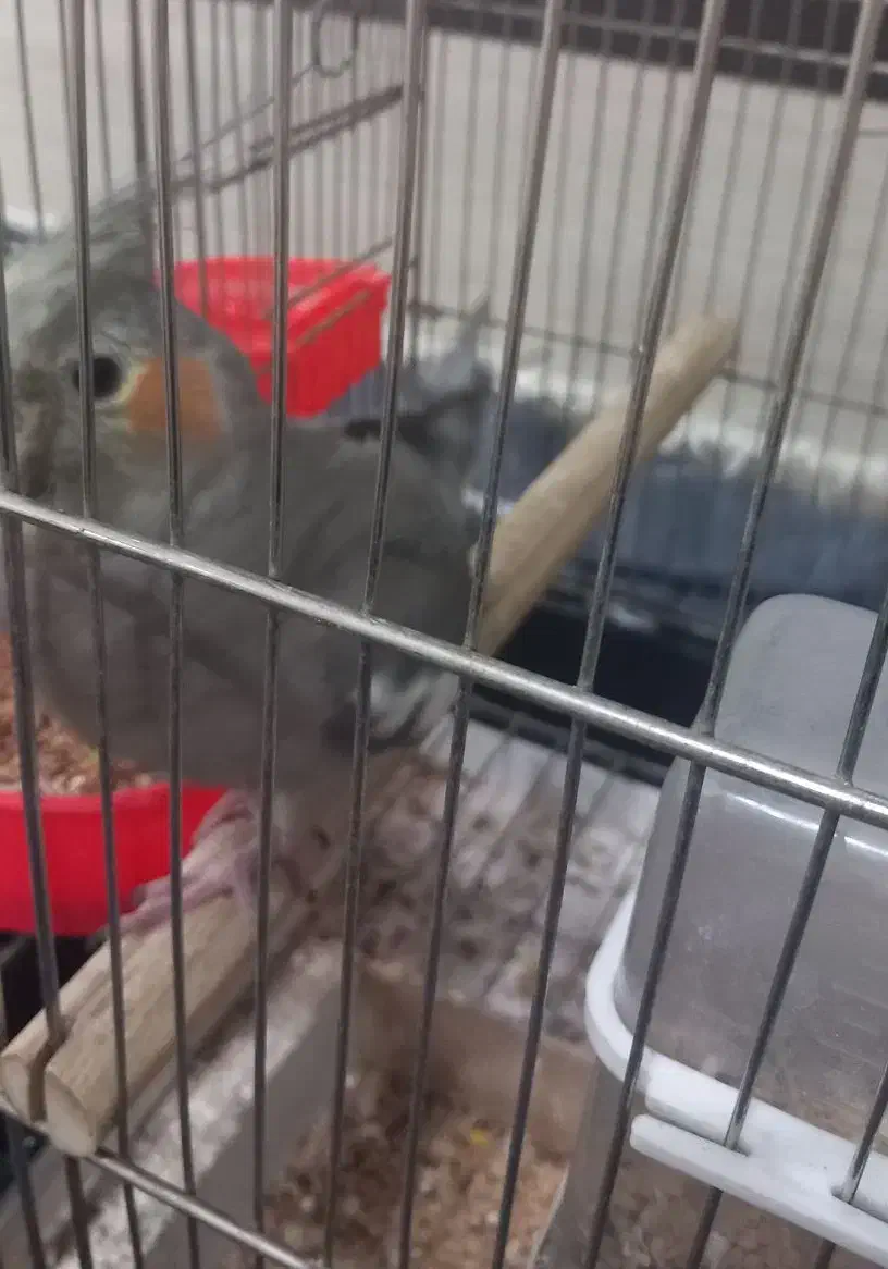 عروس هلندی|پرنده|کاشان, آیت الله سعیدی|دیوار