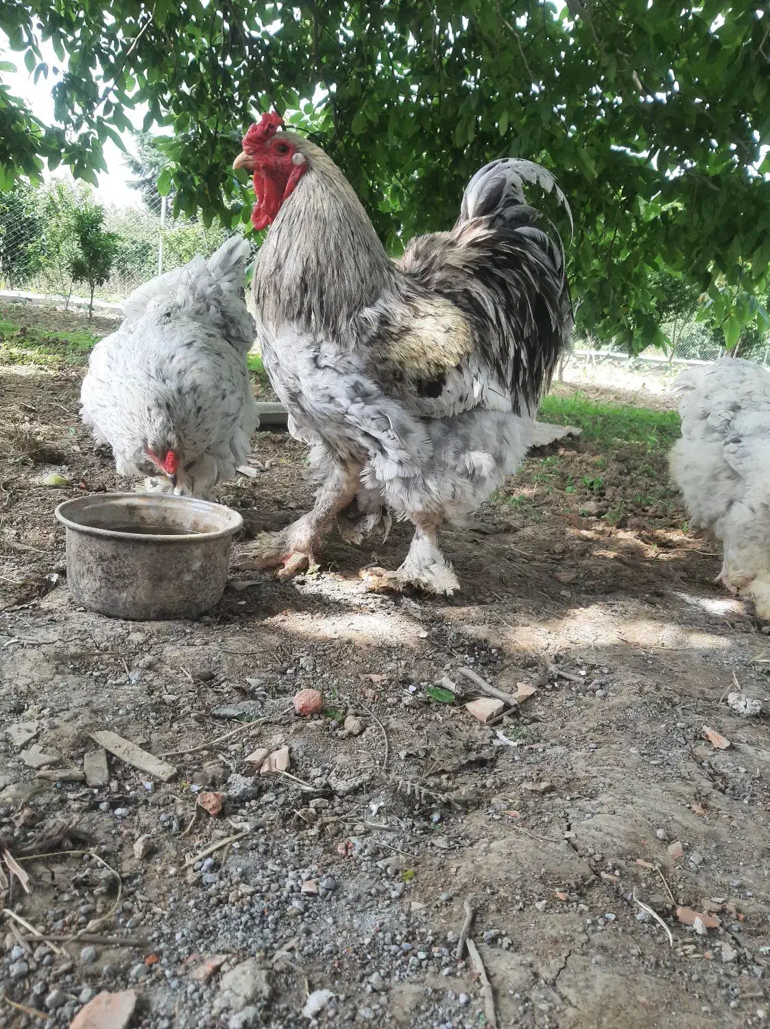 فروش و معاوضه جوجه برهما از پدر مادر وارداتی|حیوانات مزرعه|قائمشهر, |دیوار