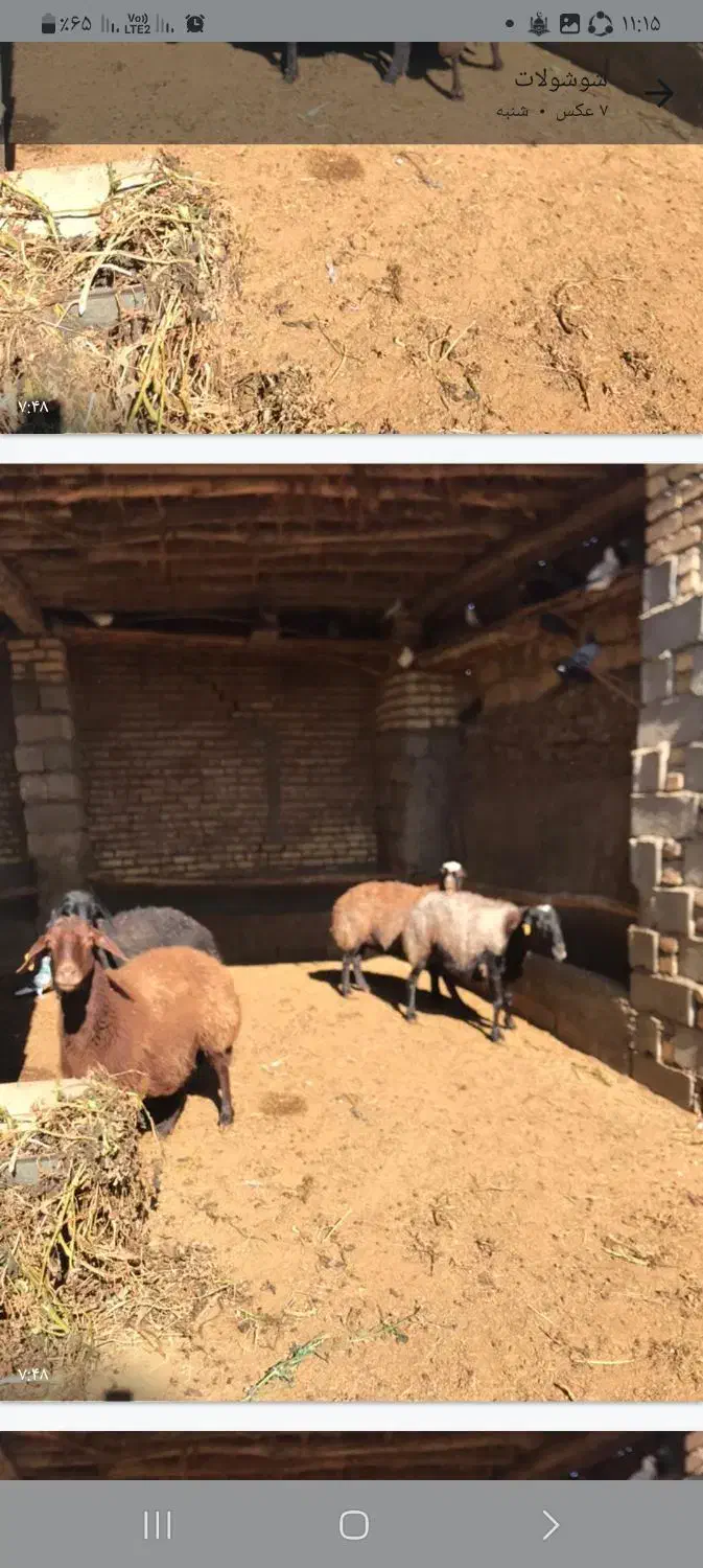 ۴عددمیش افشاری درجه یک|حیوانات مزرعه|بسطام, |دیوار