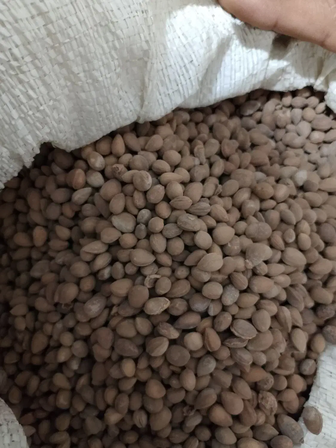 گدگ و هیره|خوردنی و آشامیدنی|سراوان, |دیوار