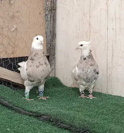 طوقی اجری 1یک|پرنده|شاهینشهر, عطار|دیوار