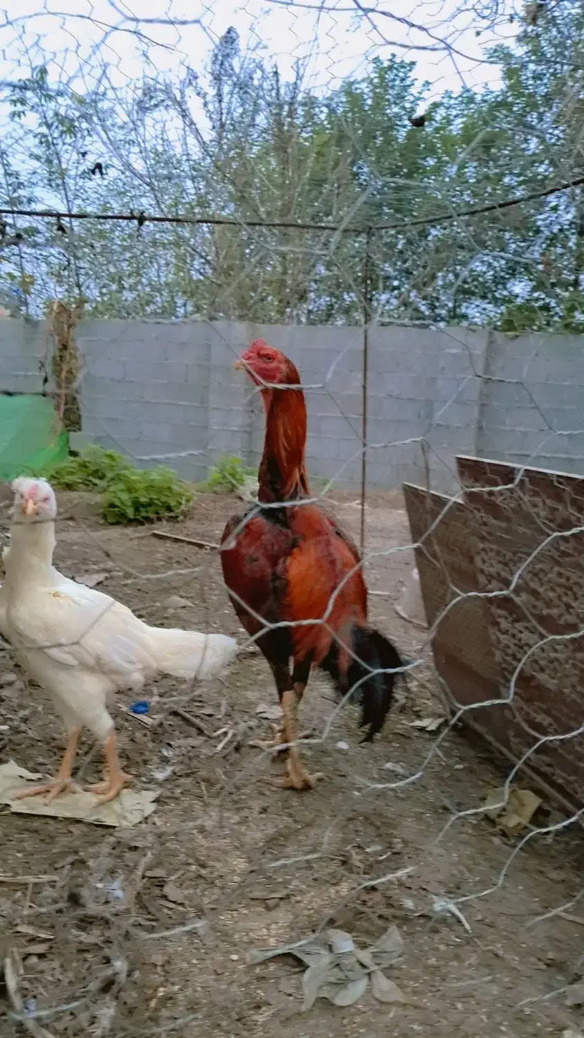 لاری|حیوانات مزرعه|گوراب زرمیخ, |دیوار