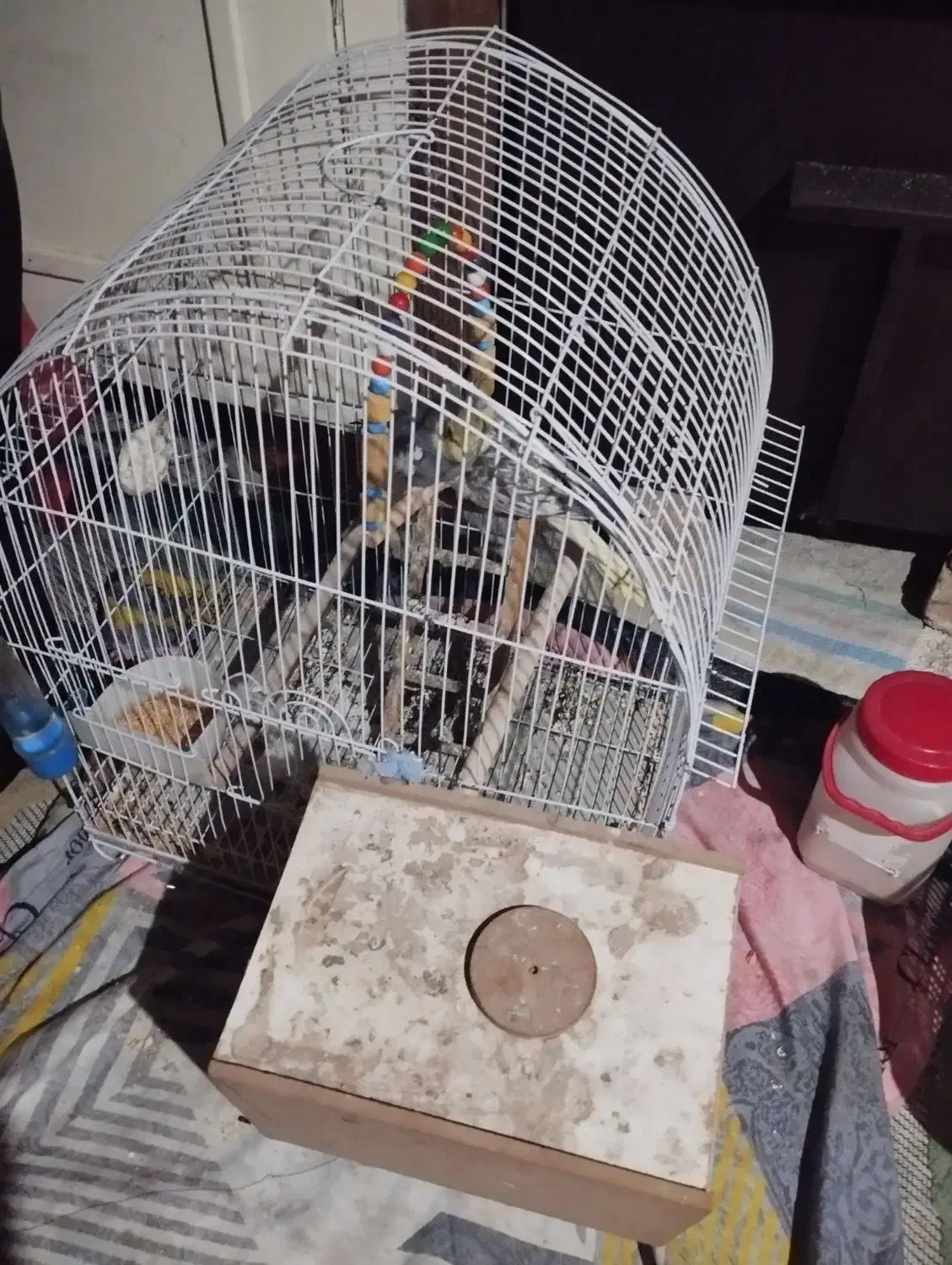 عروس مولد|پرنده|اردبیل, |دیوار