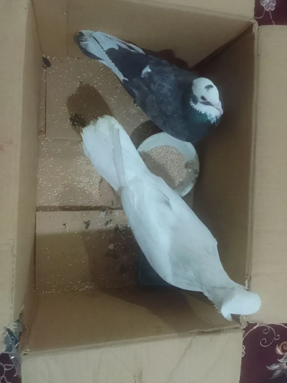 کبوتر|پرنده|قروه, |دیوار