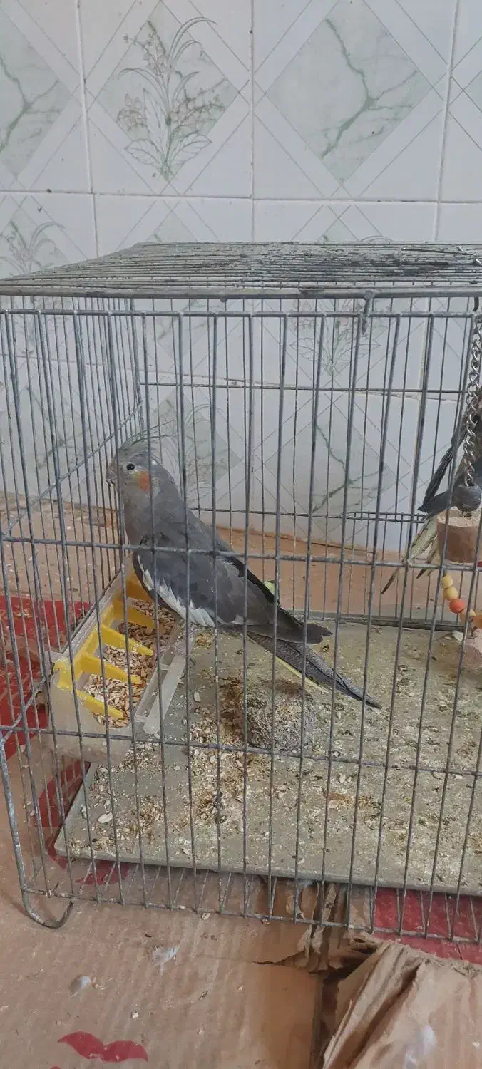 جفت عروس هلندی مولد با جوجه و گل باقالی ماده تک|پرنده|شیراز, کاراندیش|دیوار