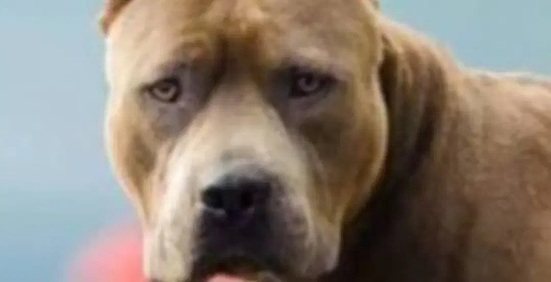 سگ نگهبان|سگ|باغستان, |دیوار