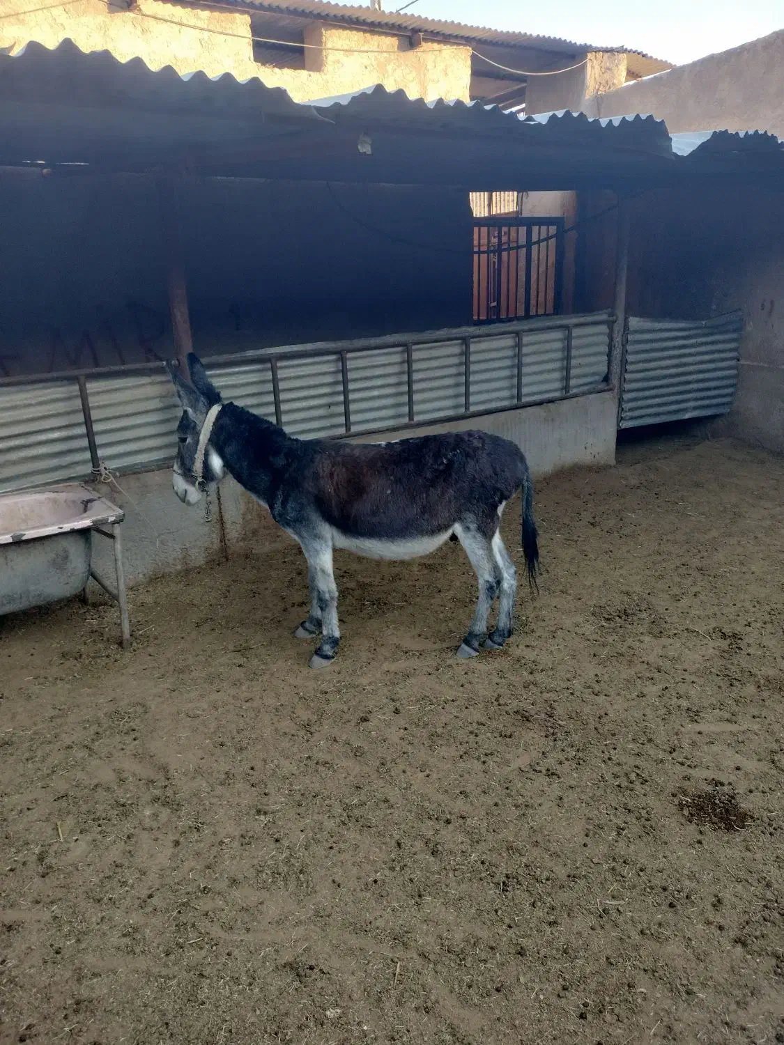 فروش یک الاغ بخته|حیوانات مزرعه|شیراز, داریون|دیوار