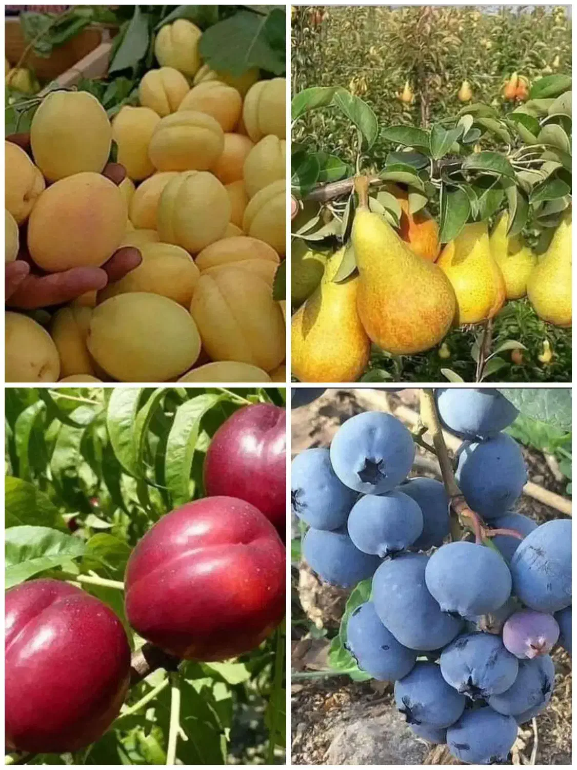 انواع نهال بادام و میوه|خدمات باغبانی و درختکاری|زرند, |دیوار