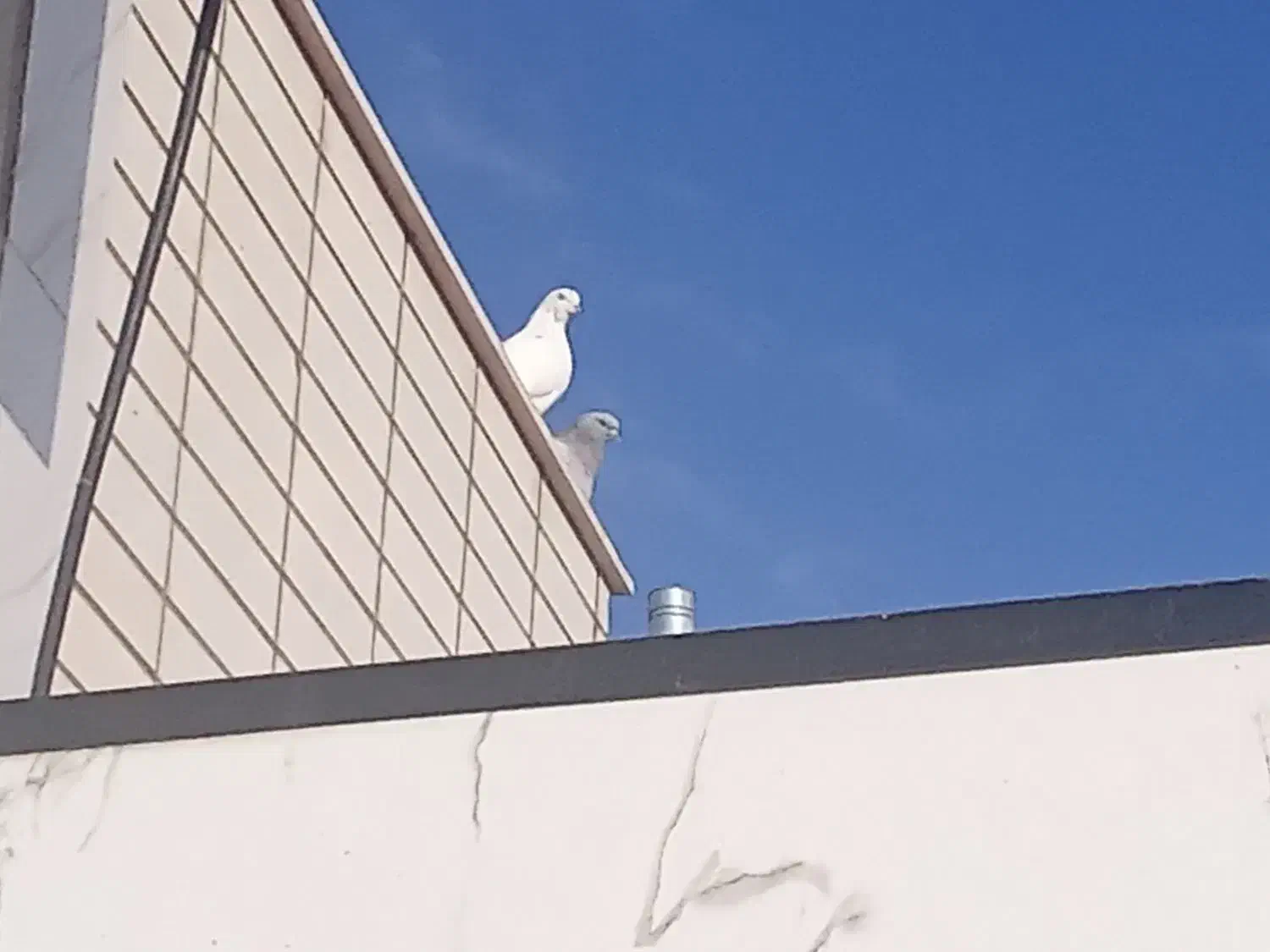 نذر کبوتر برای حرم|پرنده|شهرکرد, |دیوار