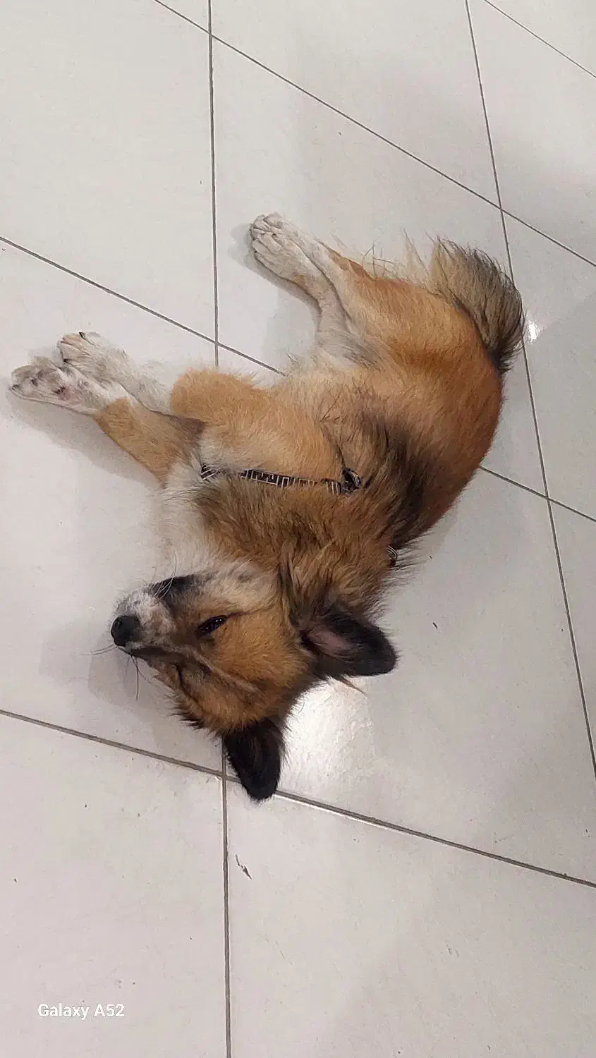 سگ گمشده|حیوانات|مشهد, چاهشک|دیوار