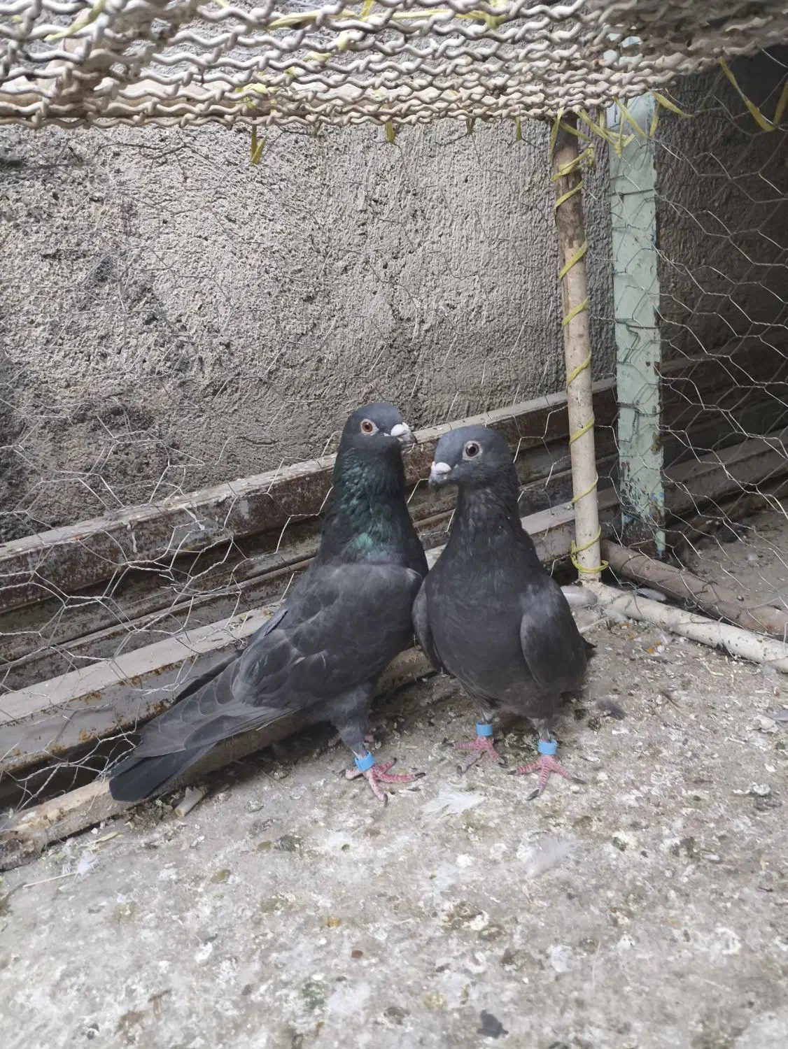 کبوتر زاغ موشی|پرنده|مسجد سلیمان, |دیوار