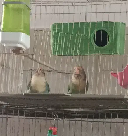 برزیلی باهوش و شیطون|پرنده|رباط‌کریم, رباط‌کریم|دیوار