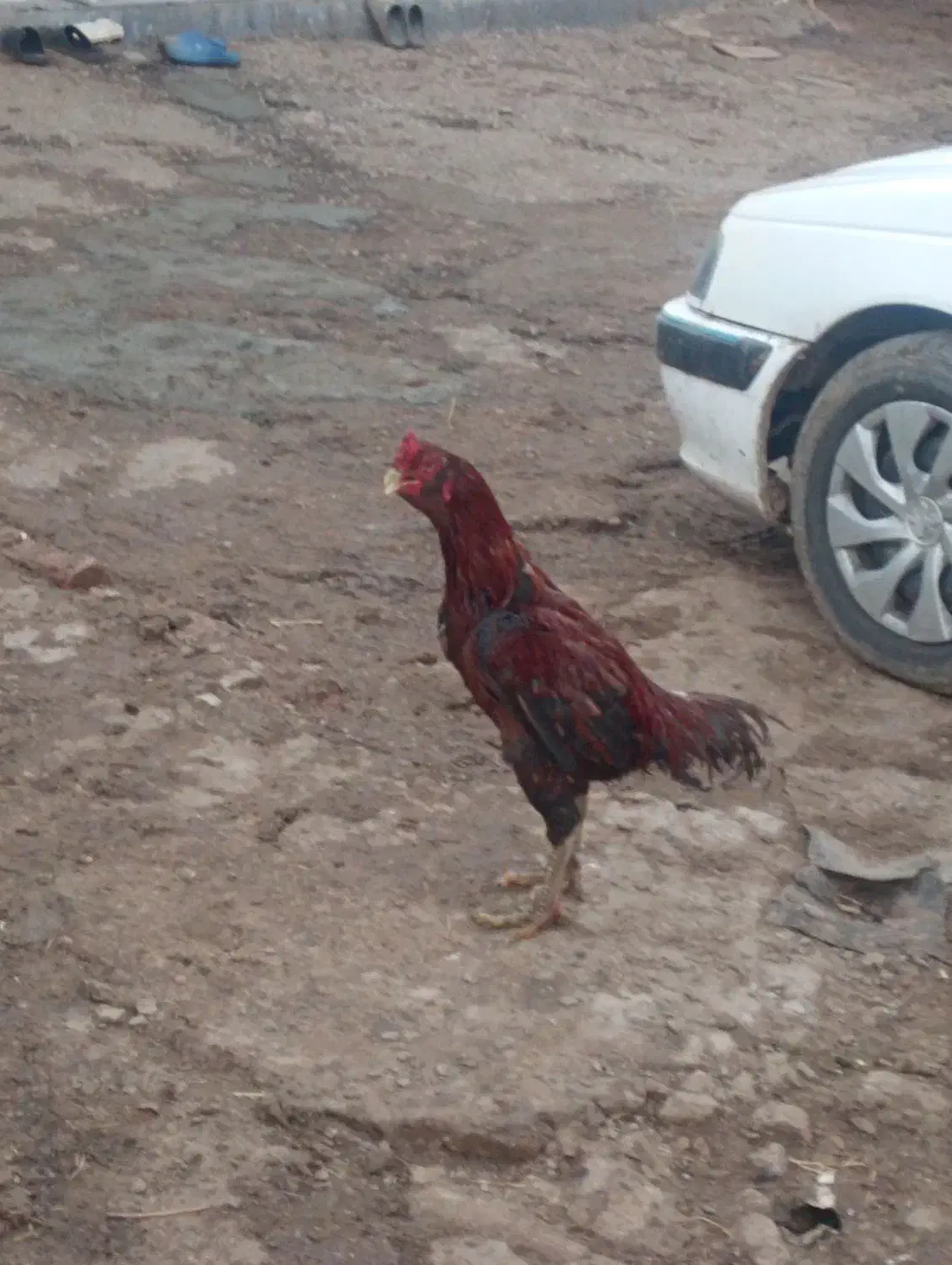 خروس لاری|حیوانات مزرعه|مشگین شهر, |دیوار