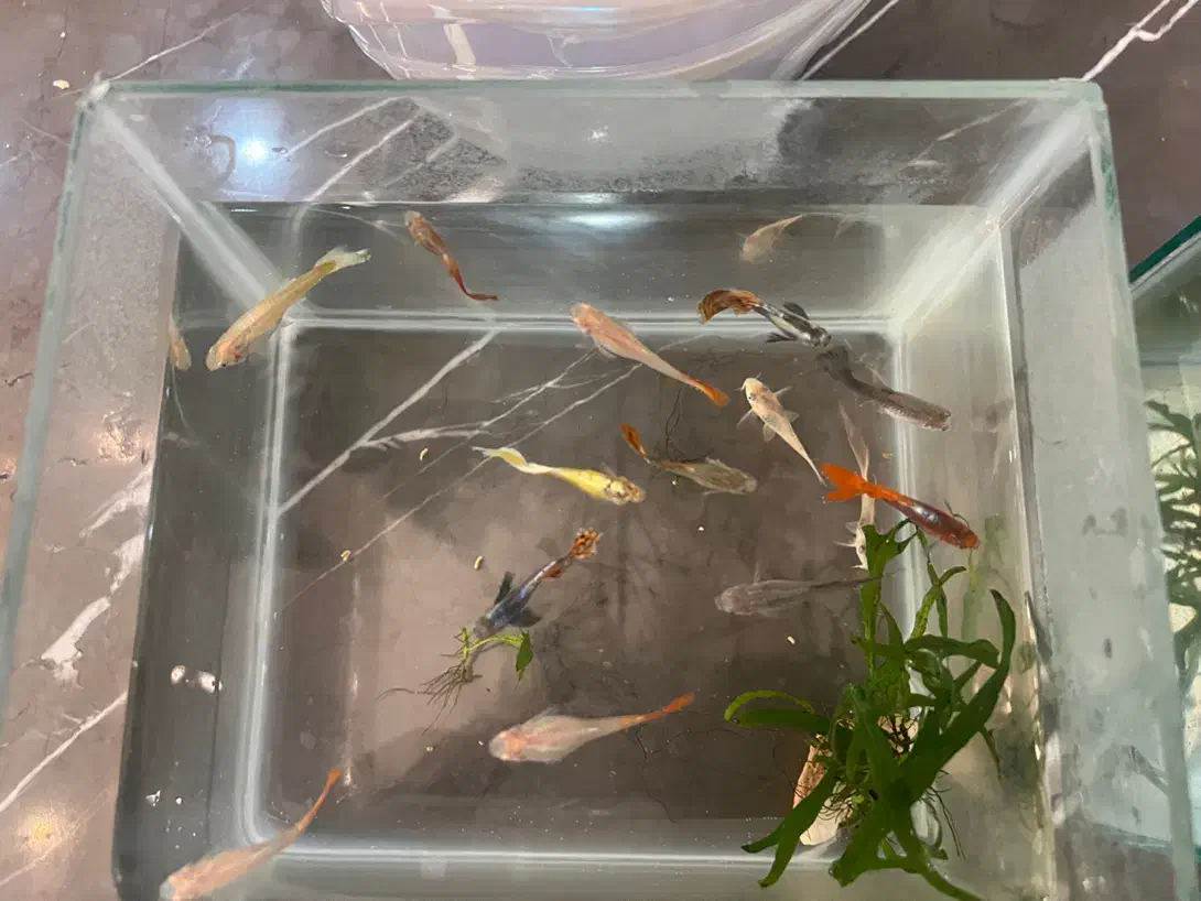 ماهی گوپی مفت|ماهی|مشهد, ارشاد|دیوار