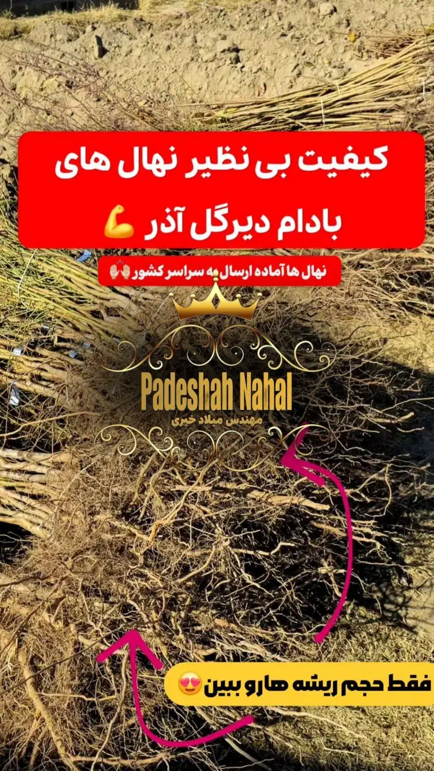 فروش نهال بادام یارانه ای زیر نظر جهاد کشاورزی|خدمات باغبانی و درختکاری|میاندوآب, |دیوار