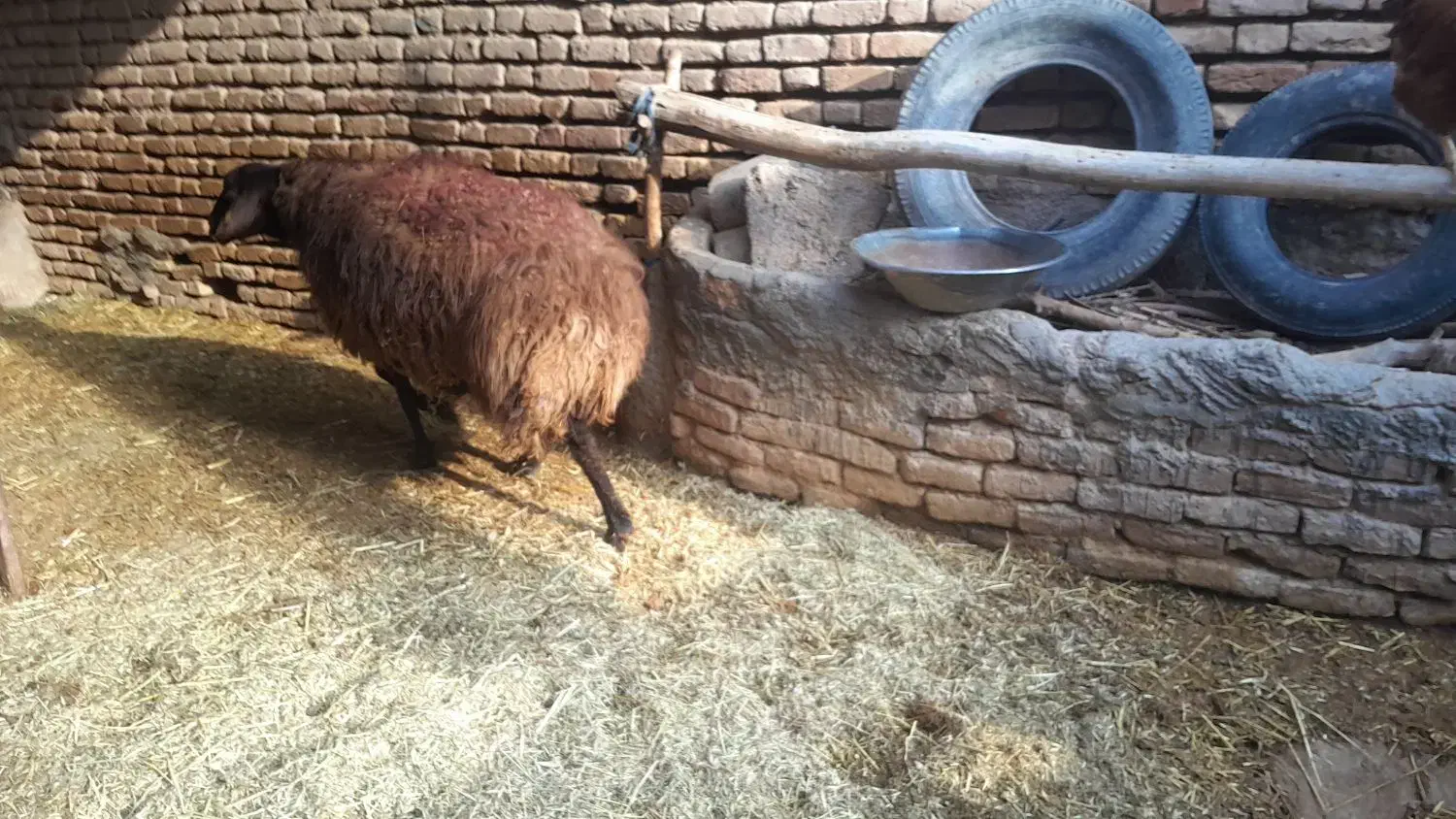 میش|حیوانات مزرعه|کاخک, |دیوار