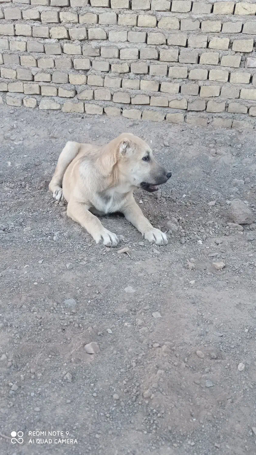 گمشده|سگ|سبزوار, کهنه آب|دیوار