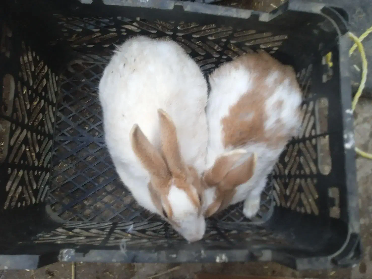 11عدد خرگوش سفید وقهویی وقرمز سفید قیمت120|موش و خرگوش|رامیان, |دیوار