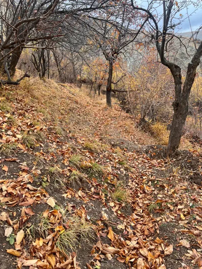 ۱۰۰۰متری روستای کلوان|فروش زمین و ملک کلنگی|آسارا, |دیوار