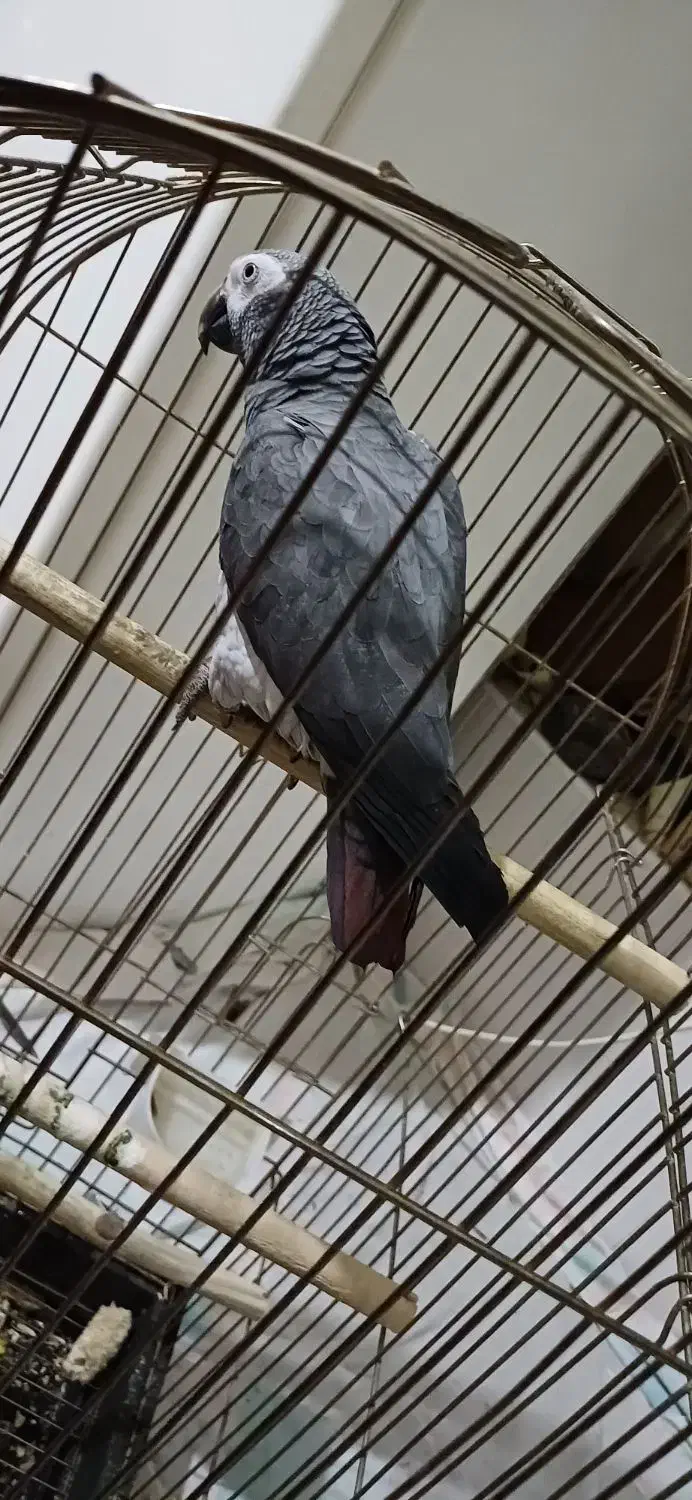 طوطی کاسکو فول اهلی.|پرنده|خوی, |دیوار