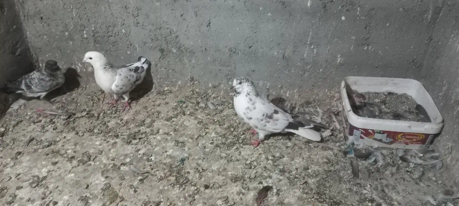 حیوان|پرنده|گمیشان, |دیوار