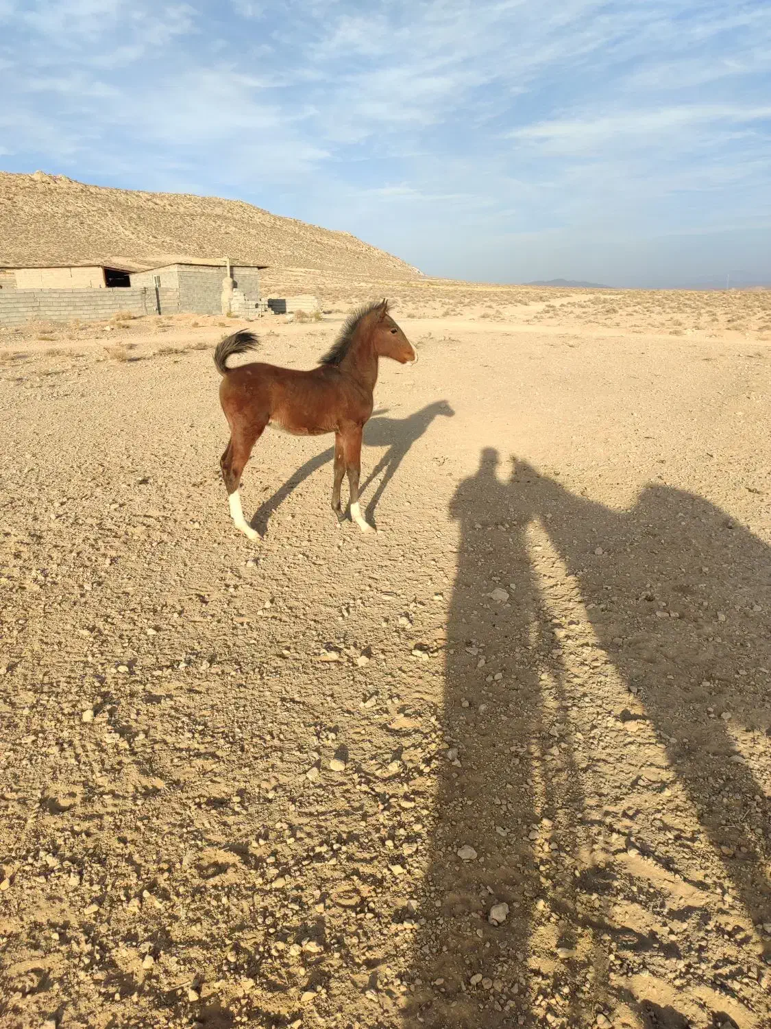 کره نریون دره شور|اسب و تجهیزات اسب‌سواری|سیرجان, |دیوار