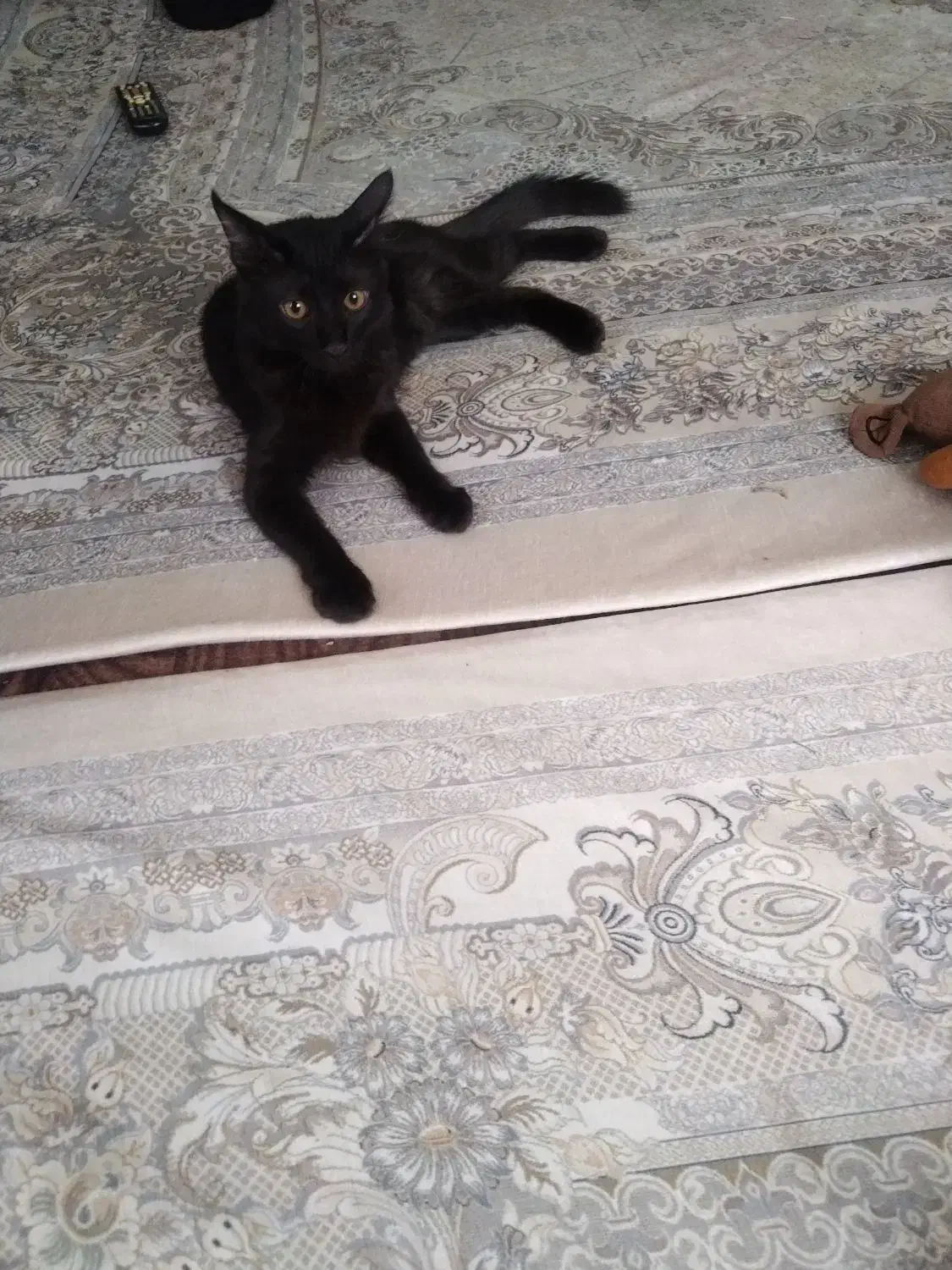 واگذاری گربه|گربه|رباطکریم, مسکن مهر آبشناسان|دیوار