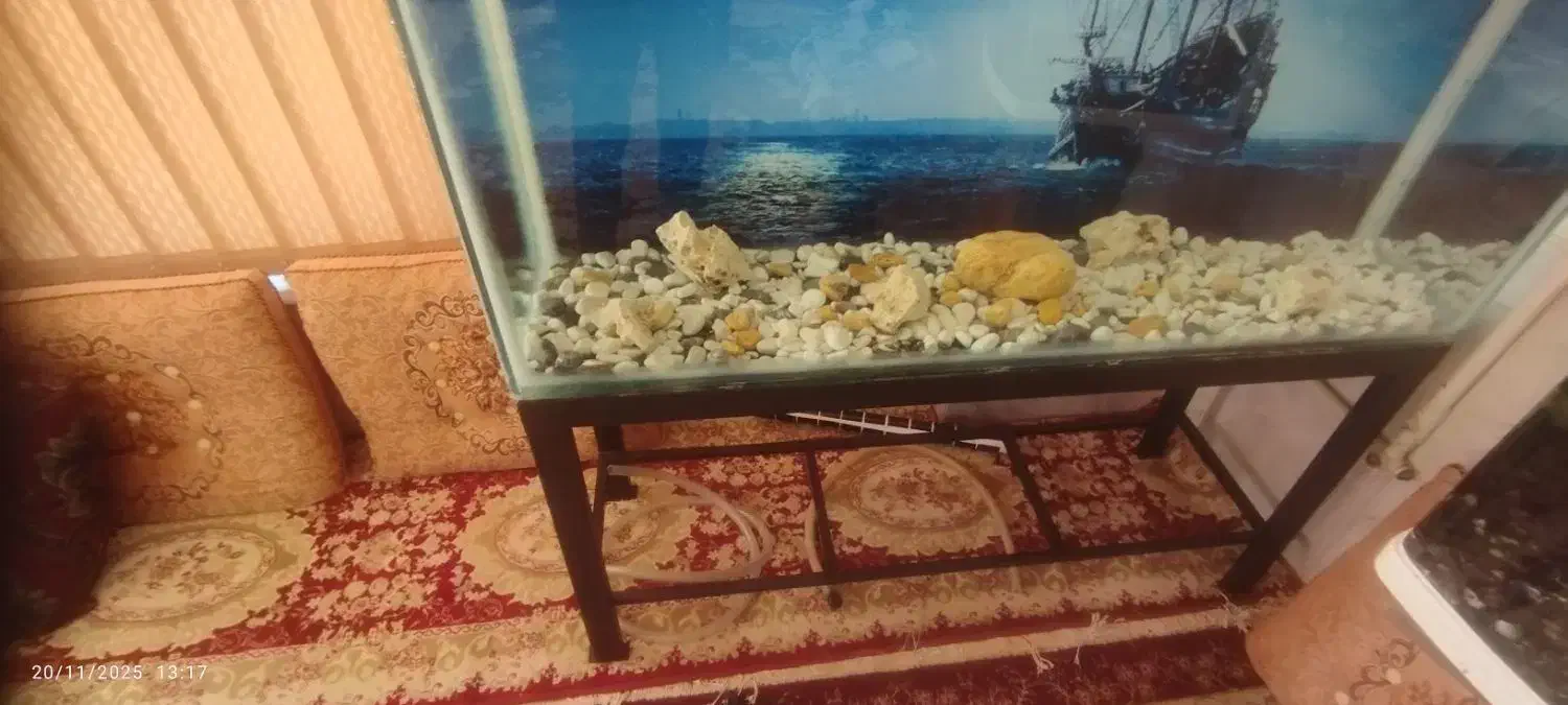 فروش|ماهی|شهرضا, |دیوار