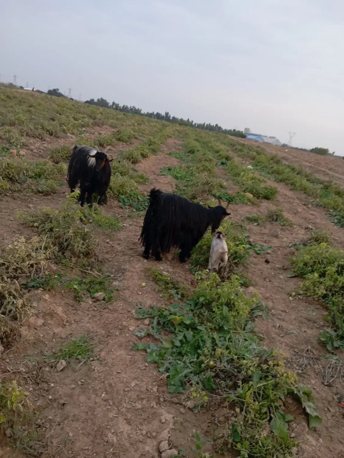 بز وبیگ|حیوانات مزرعه|شوشتر, |دیوار