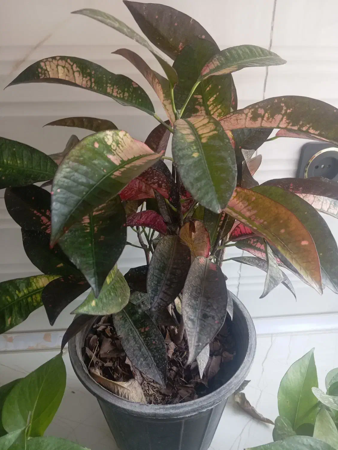 معاوضه با پتوس|گل و گیاه طبیعی|ورامین, ورامین|دیوار