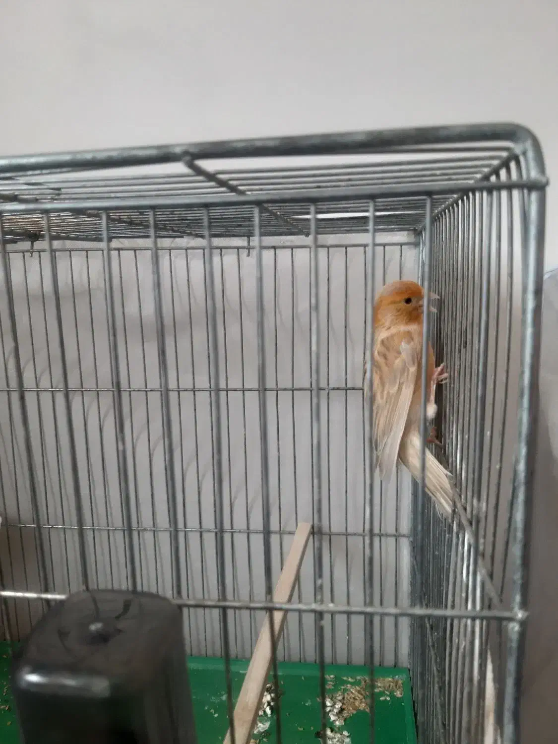 قناری ماده دارچینی،آماده آماده،کاملاً سالم|پرنده|اصفهان, سنبلستان|دیوار