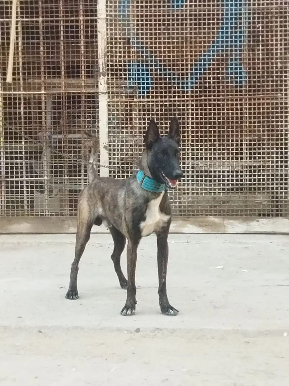 سگ مالینیوز|سگ|بندرعباس, |دیوار