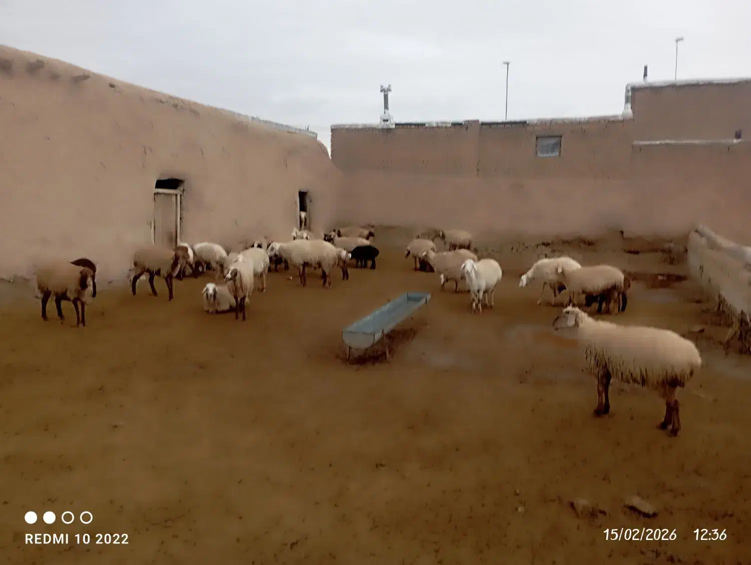 گوسفند داشتی|حیوانات مزرعه|شیروان (خراسان), |دیوار