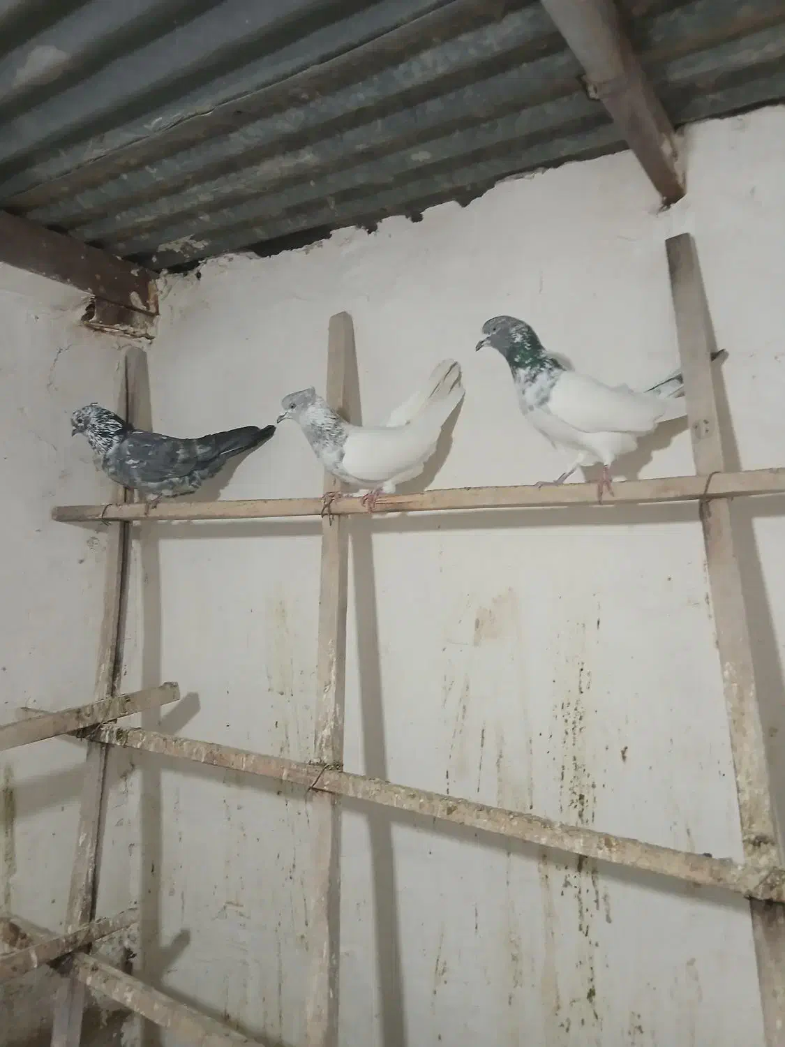 کبوتر|پرنده|هشتگرد, شهرک راه آهن|دیوار