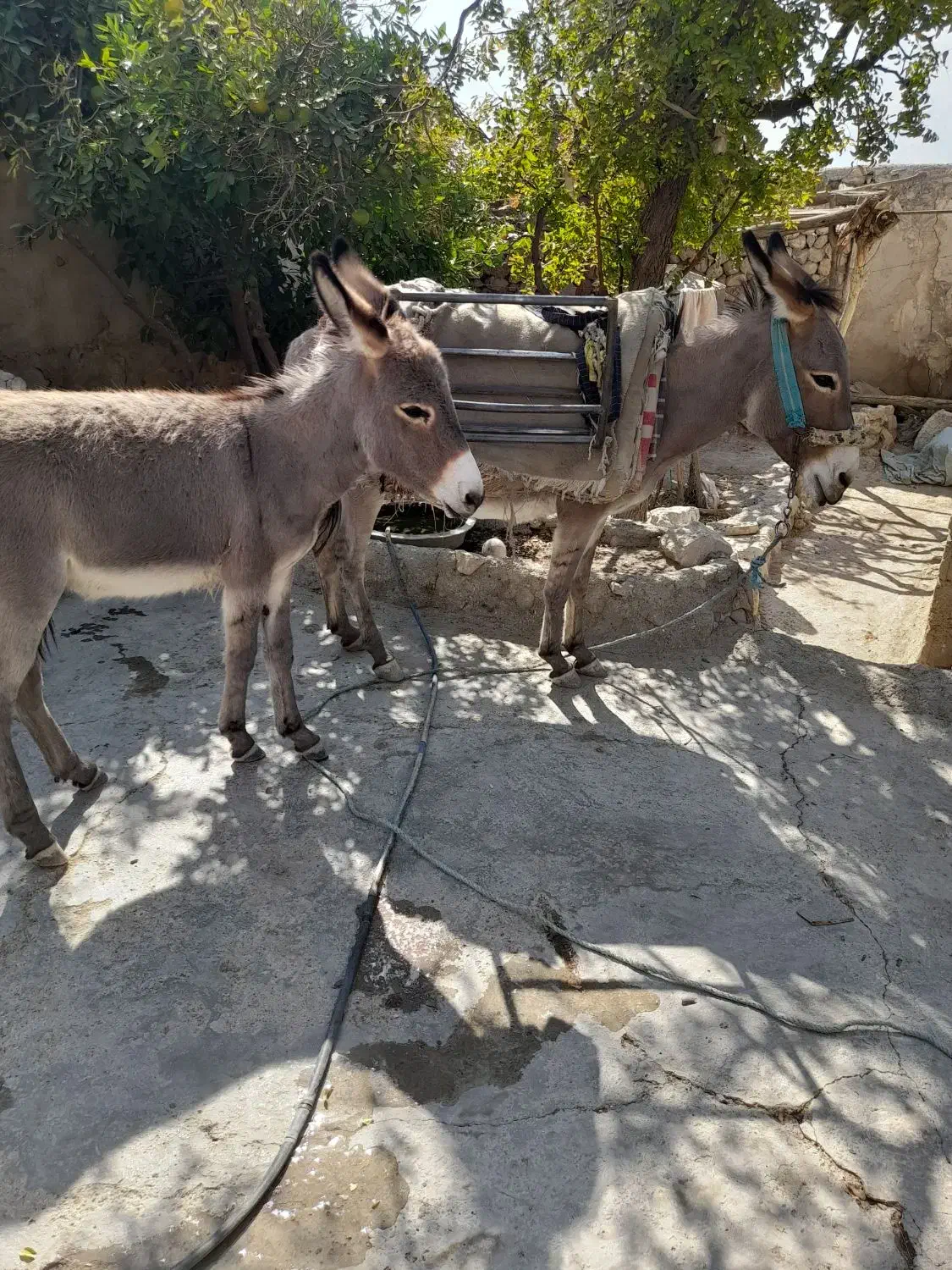 الاغ ماده|حیوانات مزرعه|کوهمره, |دیوار