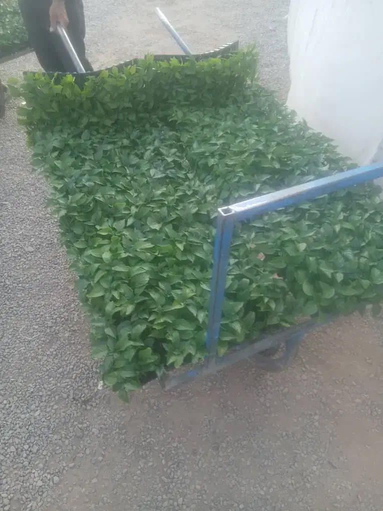نشا فلفل سبز ۷۱۴۱|عمده‌فروشی|جیرفت, |دیوار