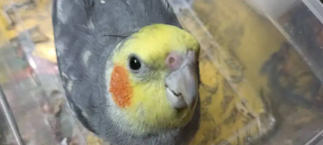 گمشده عروس هلندی نر جفت دار|حیوانات|تهران, صاحب الزمان|دیوار