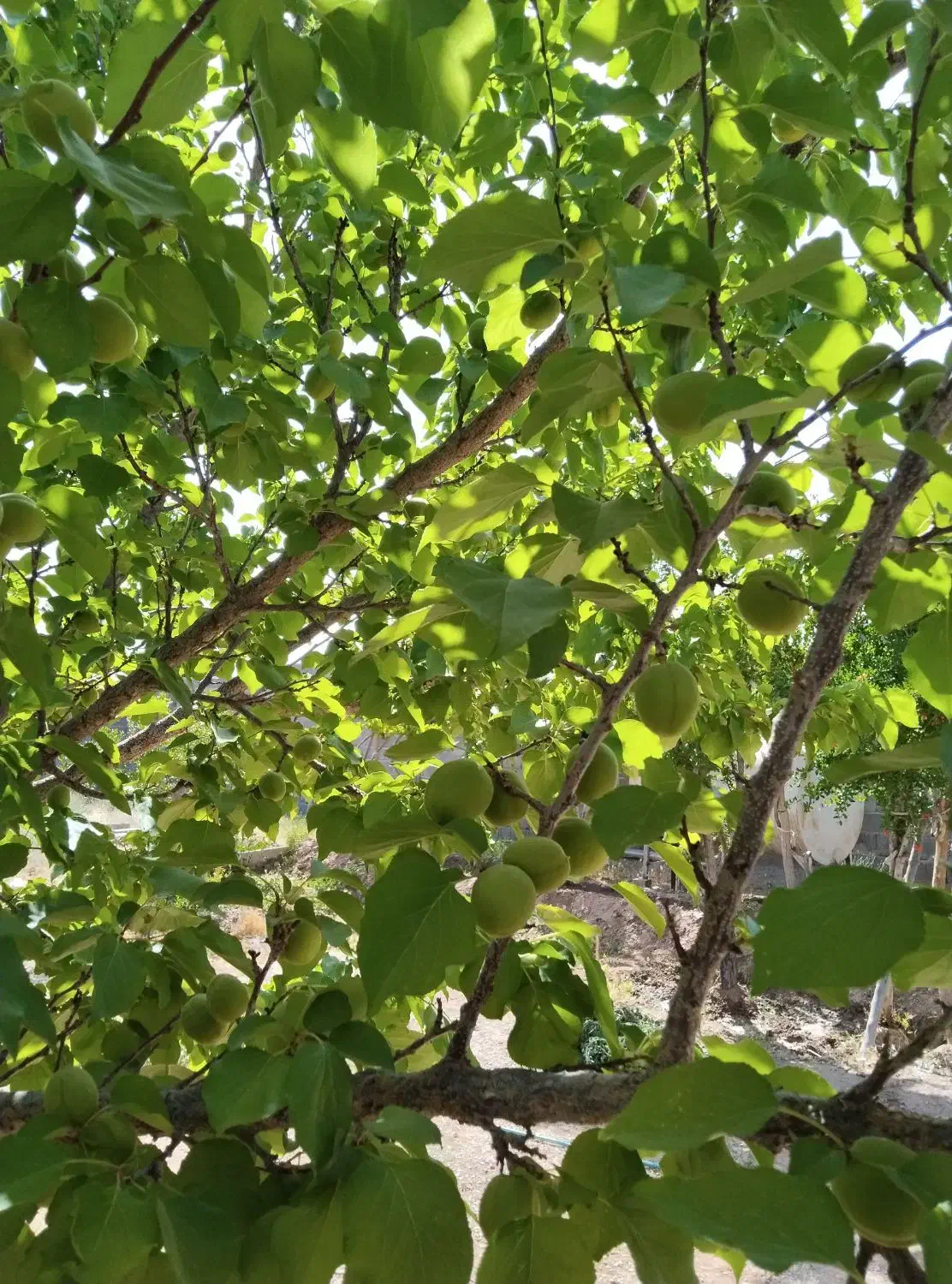 زمین ویلایی شهرک جمهوری جوپار|فروش زمین و ملک کلنگی|ماهان, |دیوار