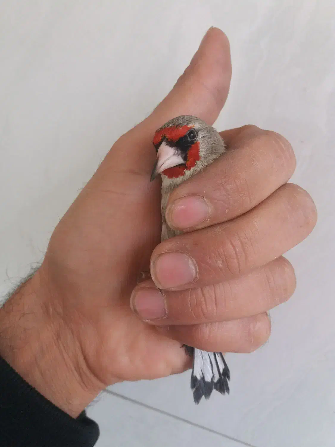 سهره کرمانی نر شوربخون|پرنده|یزد, |دیوار