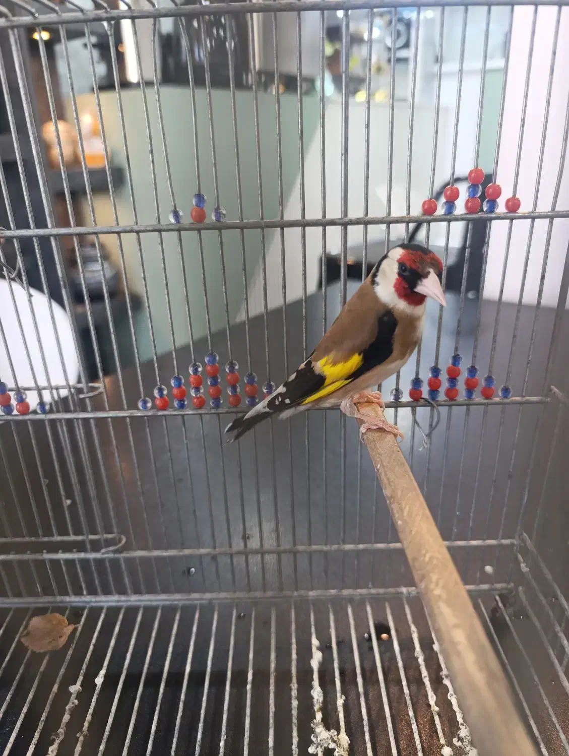 سهره مست وقفس عروس هلندی|پرنده|مرودشت, ژیان|دیوار