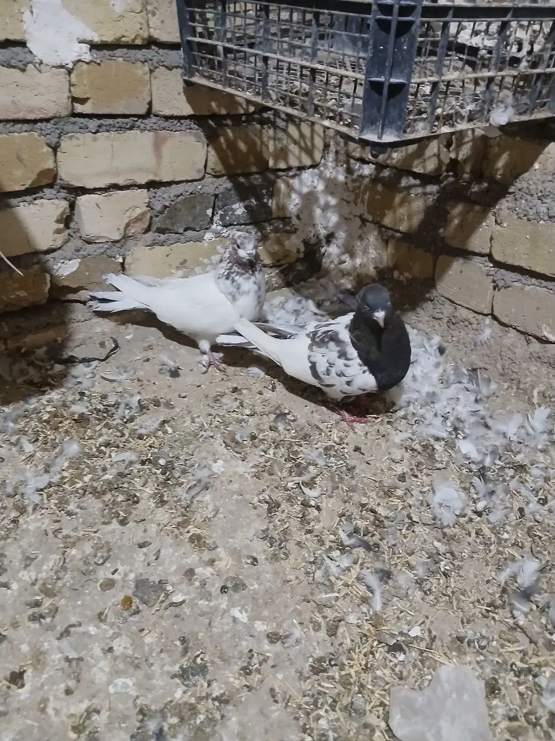 سه جفت کفتر ماده پرشی|پرنده|قیدار, |دیوار