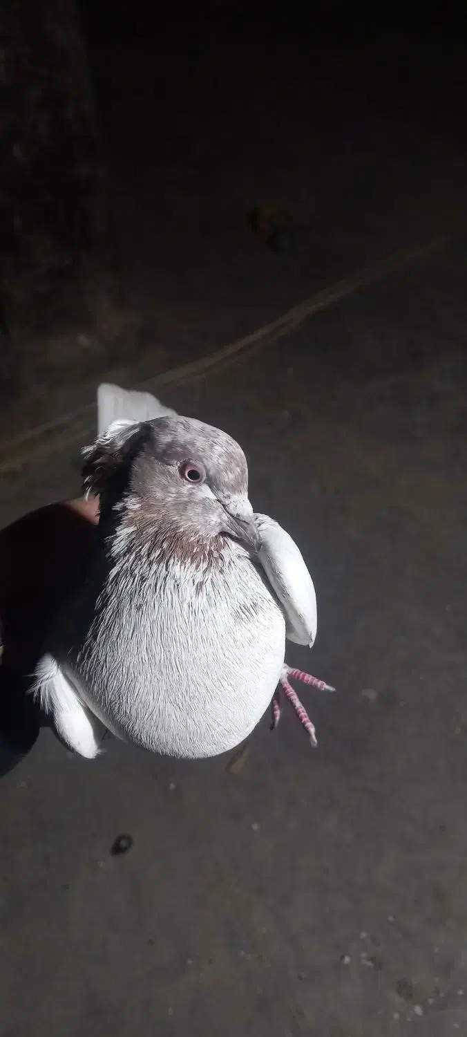 کبوتر کله دم بور سهره اهوازی|پرنده|تهران, جنت‌آباد مرکزی|دیوار