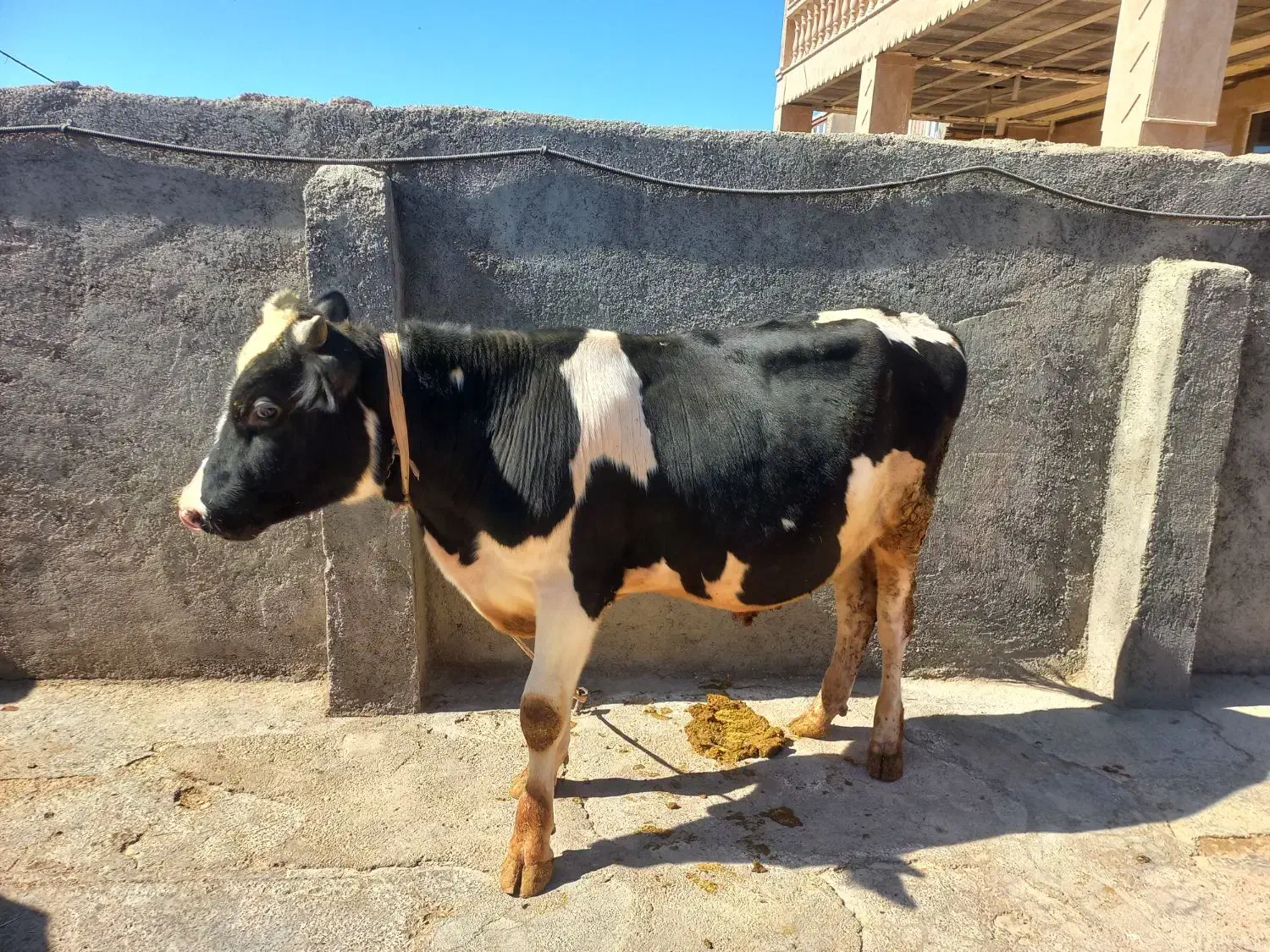 گاو گوساله|حیوانات مزرعه|حمیل, |دیوار