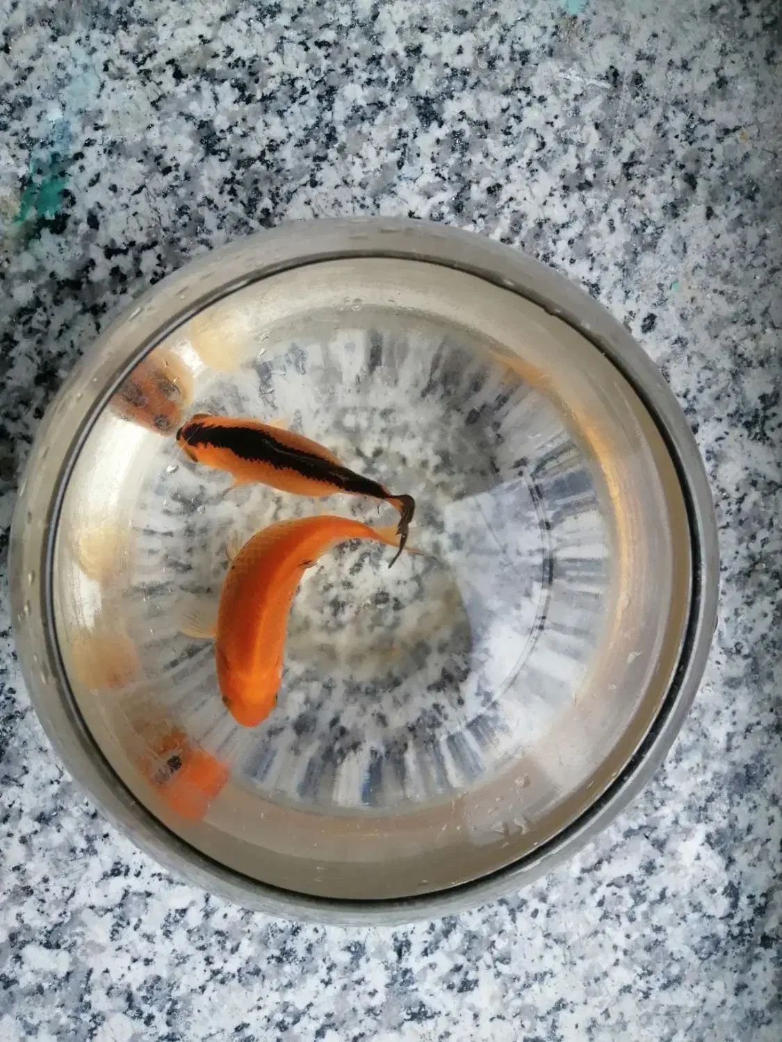 ماهی قرمز|ماهی|بیرجند, |دیوار