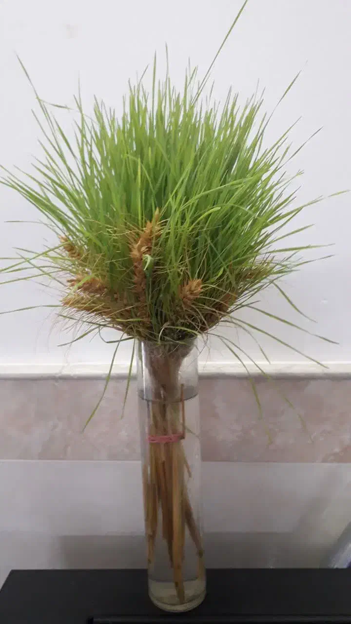 گندم ابی|خوردنی و آشامیدنی|قم, زنبیل آباد|دیوار