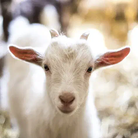 دوعدد بز ماده|حیوانات مزرعه|چرام, |دیوار