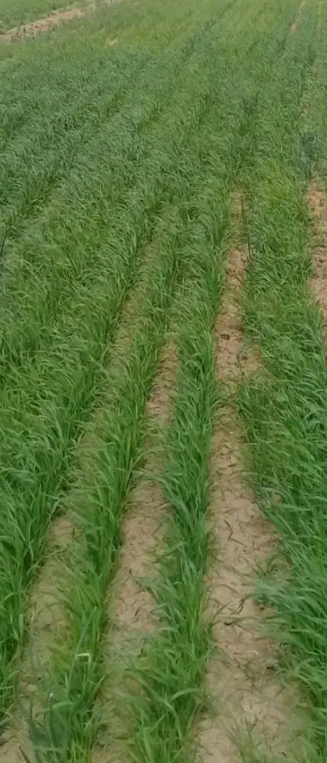 زمین آبی کشاورزی|فروش دفتر صنعتی، کشاورزی، تجاری|دینور, |دیوار